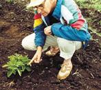 Ian Robertson, agricultural scientist, examines virus-free sweet potato crop, Zimbabwe