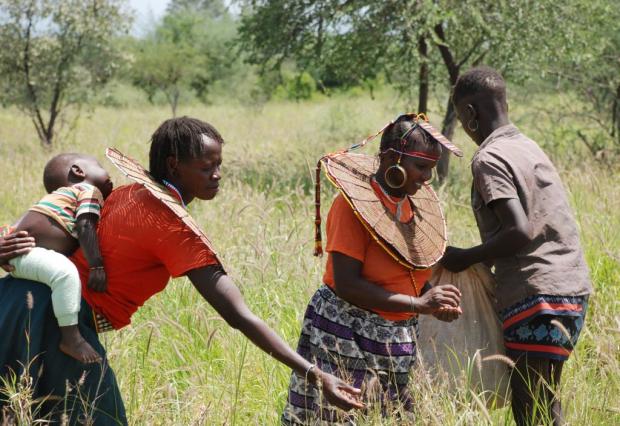 Pokots harvesting grass seed (photo: Alan Channer)