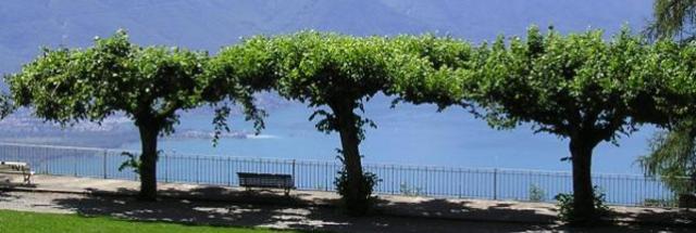 Trees overlooking Lake Geneva