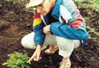 Ian Robertson, agricultural scientist, examines virus-free sweet potato crop, Zimbabwe