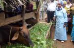 One of the ladies involved in Juliana Swai's group where ladies - often alone - have been given a cow to start farming