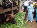 One of the ladies involved in Juliana Swai's group where ladies - often alone - have been given a cow to start farming