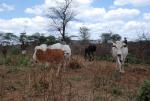 Tackling cattle-rustling in Samburu